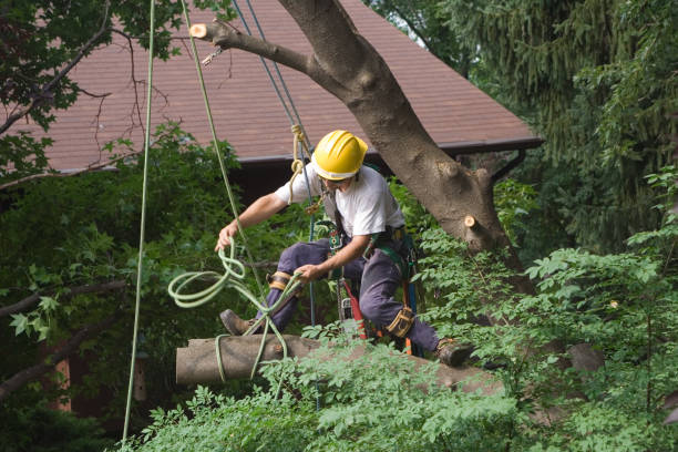 Best Storm Damage Tree Cleanup  in Meadow Oaks, FL