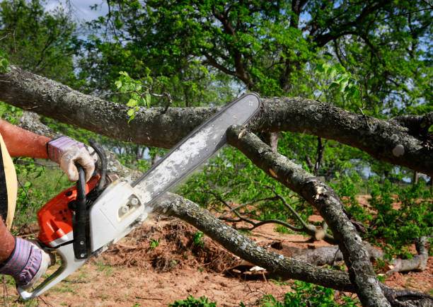 Best Tree Mulching  in Meadow Oaks, FL